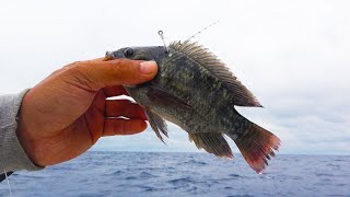 生命力最強の淡水魚を海で泳がせてみた【外来種ティラピア】