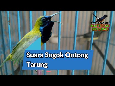 suara pikat sogon om kicau