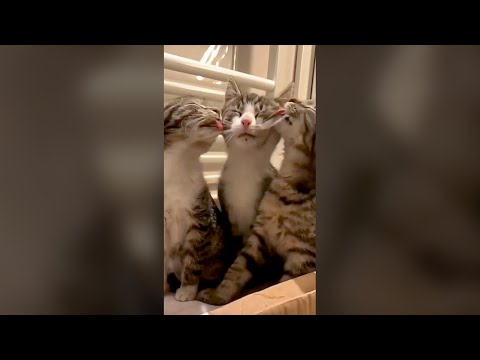 Cute Cats Licking Each Other Funny Cat Videos