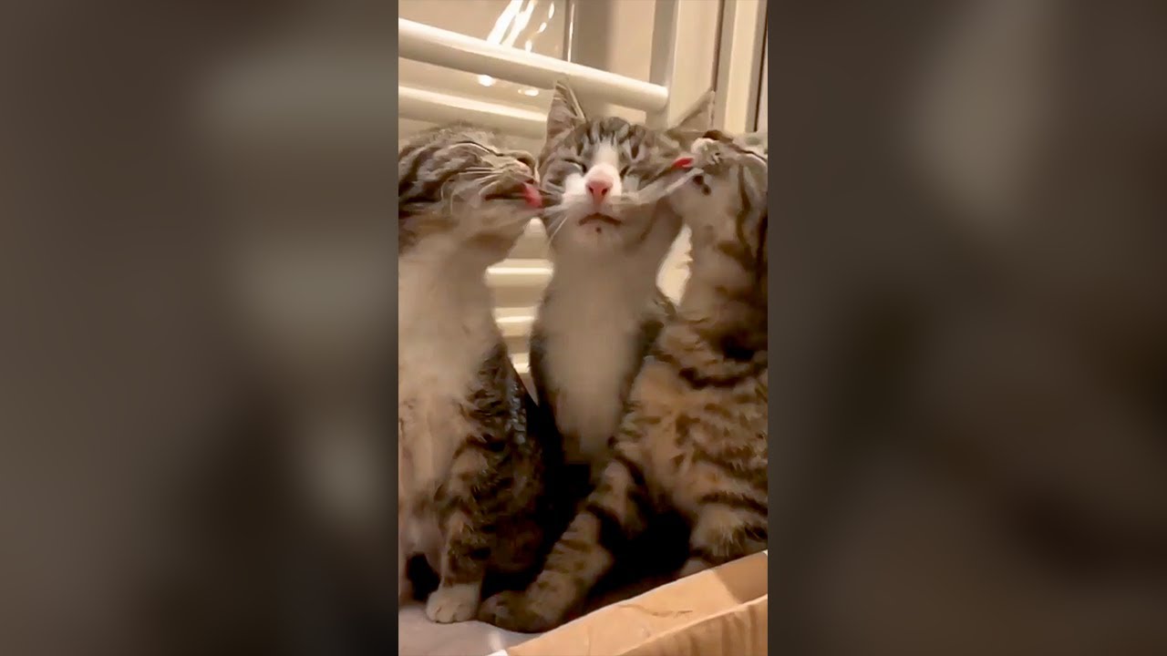 Cute Cats Licking Each Other - Funny Cat Videos 🐾