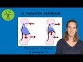 Respiration abdominale : pourquoi et comment la pratiquer ?