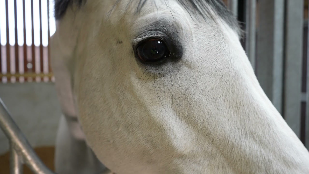 Strawmax Social Media Video 16