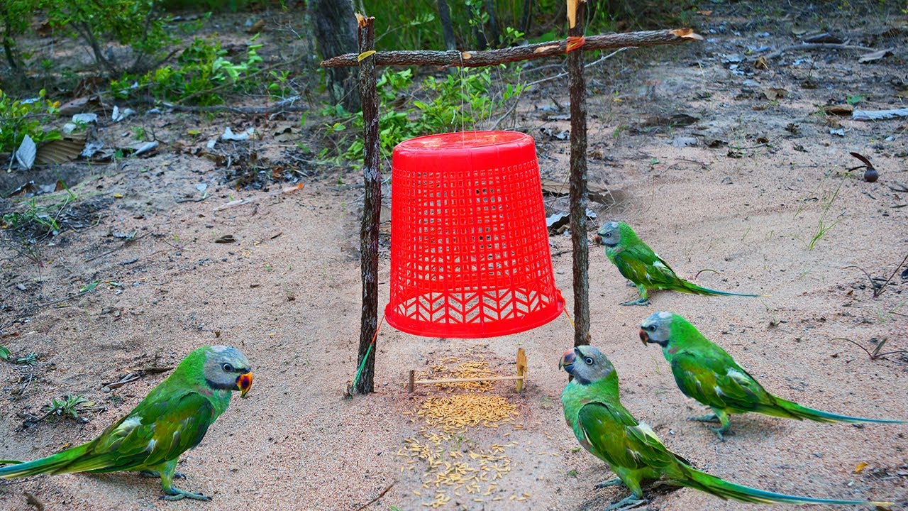 Build Underground Parrot Trap Using Red Basket_ Easy Bird Trap Working 100%