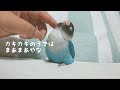 人間とのふれ合いがたまらなくかわいいボタンインコ
