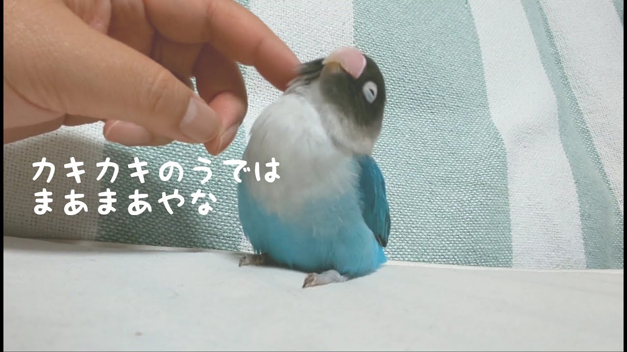 人間とのふれ合いがたまらなくかわいいボタンインコ Youtube