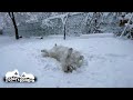 降りたての雪を念入りにチェックする雪マイスターのアランです　Great Pyrenees　グレートピレニーズ