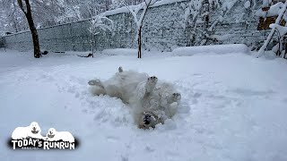 降りたての雪を念入りにチェックする雪マイスターのアランです　Great Pyrenees　グレートピレニーズ