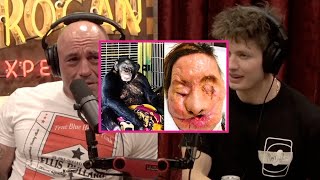 Joe Rogan : What Makes Chimpanzees so DANGEROUS !? #joerogan #jre #podcast