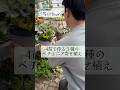 【園芸】3種のペチュニア コンパクト寄せ植え#flowers #花友フェスタ