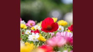 Baganka Love That Matured Too Late