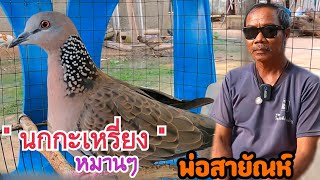 เซียนนกเขาใหญ่พูดถึง…นกกะเหรี่ยง…นกต่อตัวหมาน { 5 เทา}