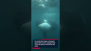 N.A.M.E. - Killer Whales, Man