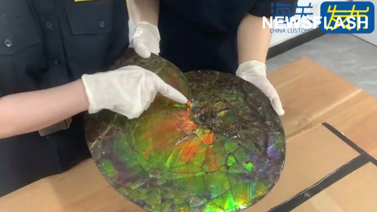 Customs Officials Find Giant Snail Fossils From Late Cretaceous Period In The Post