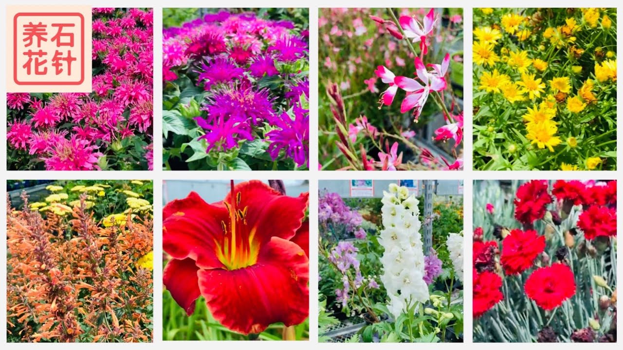 漂亮的多年生小花 石竹dianthus 金鸡菊coreopsis 燕草delphinium 山桃草guara 萱草daylily 北美薄荷beebalm 藿香草agastache Youtube 漂亮的多年生小花 石竹dianthus 金鸡菊coreopsis 燕草delphinium 山桃草guara 萱草daylily 北美薄荷beebalm 藿香草agastache Youtube