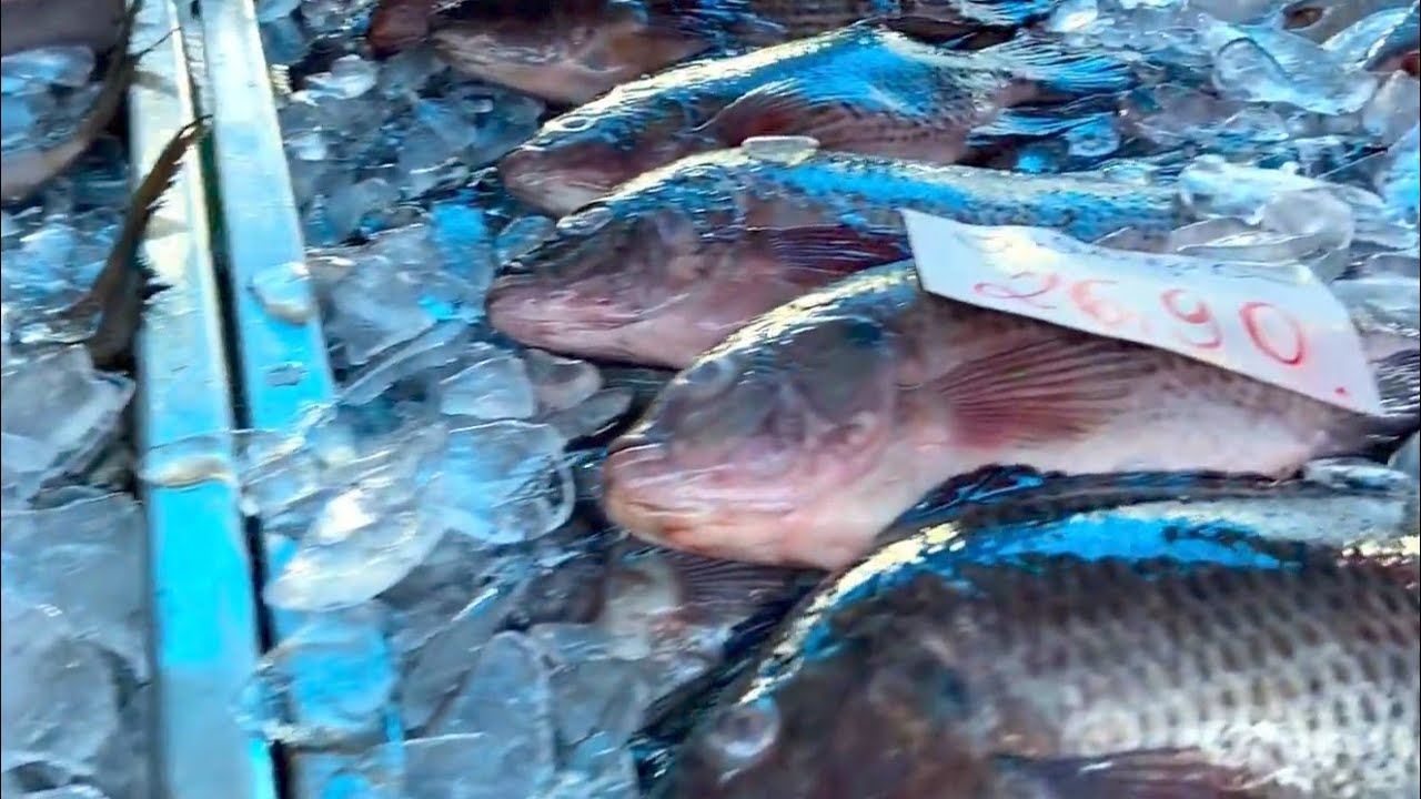 A MAIOR FEIRA LIVRE DE INDAIATUBA AOS DOMINGOS UMA DAS MAIS ANTIGAS DA CIDADE