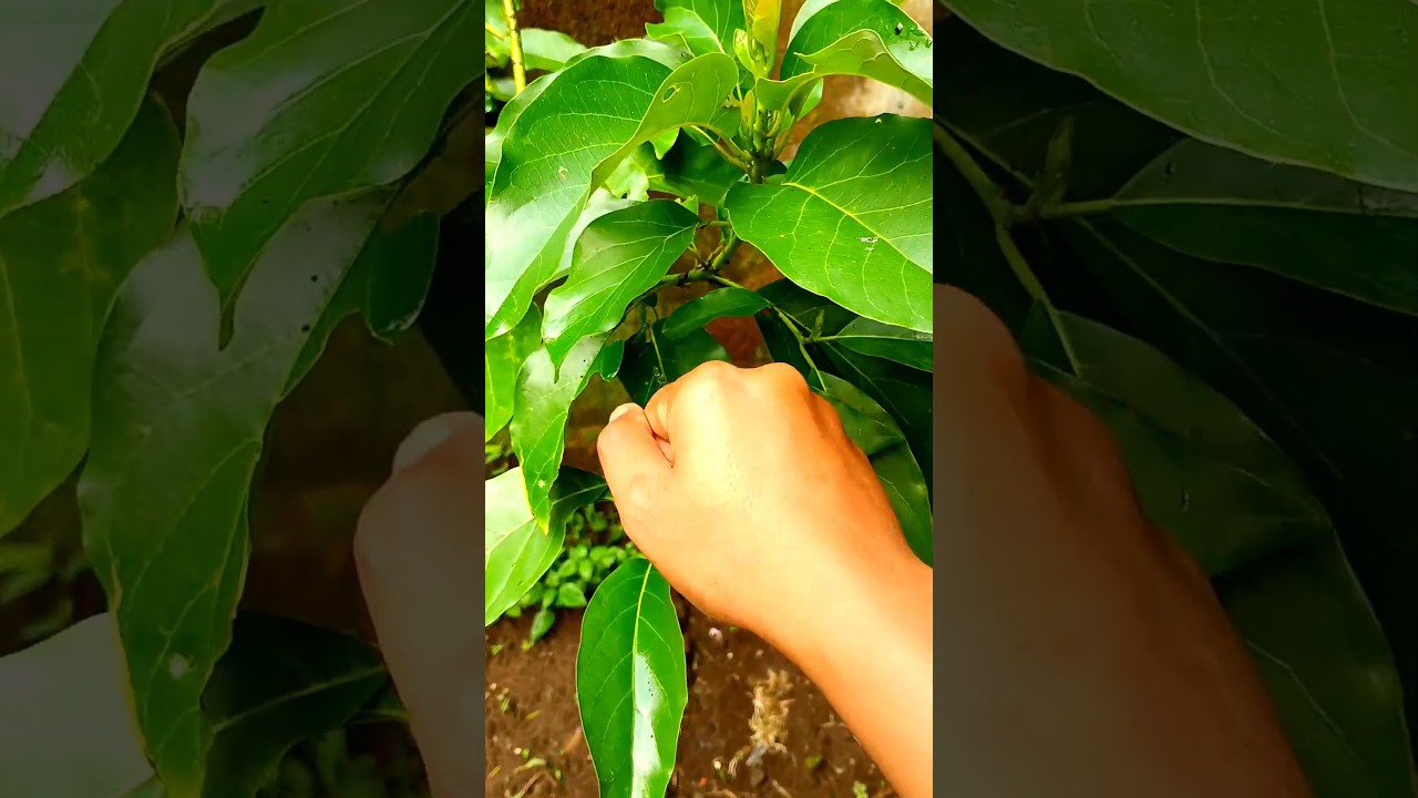 I think this is the smallest gecko I've ever seen, and it's also cute 