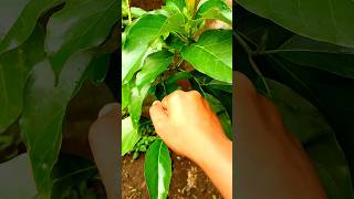 I Think This Is The Smallest Gecko Ive Ever Seen, And Its Also Cute