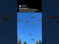 When Millions of Monarch Butterflies Take Flight 🦋