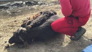 Настраиваем машинку мсу-200 и погнали  стрижка началась !!