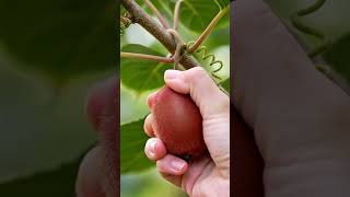 ASMR harvesting red kiwi fruit and cutting #asmrsound #fruitcutting #kiwi #tranding