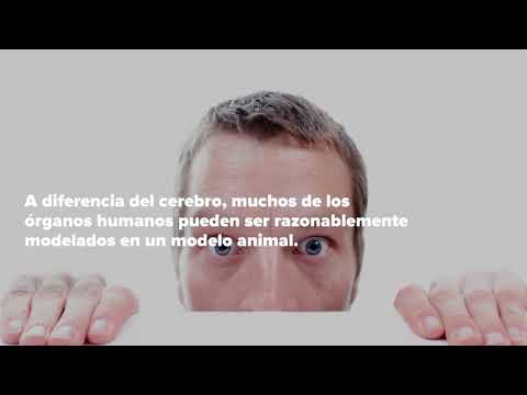 Neurona humana impide