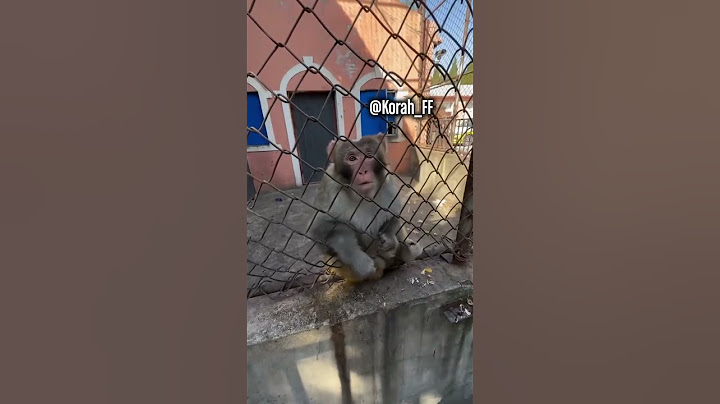 Se ha enfadado el mono