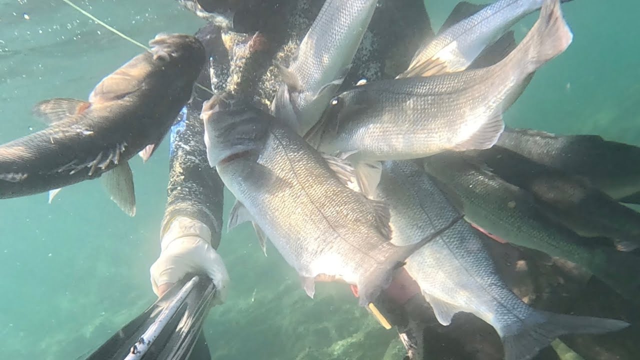 PESCA SUB SARDEGNA 28 Febbraio 2026 Spigole Spigole Spigole