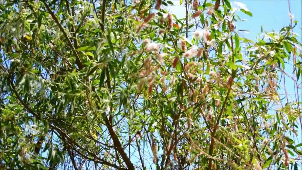 Shining Willow, Salix lucida ssp. lasiandra, San Diego, California