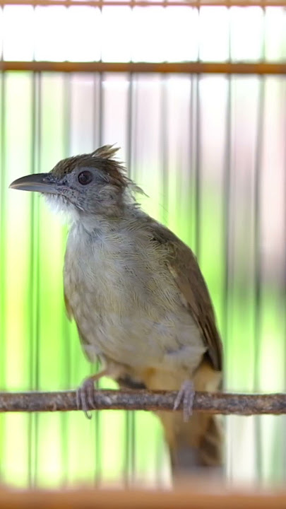 KAPAS TEMBAK GACOR NGEBREN NEMBAK PANJANG - 028 #kapastembak #birds #kapastembakgacor