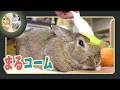 🐰まるコームで🐇、な~でなで⁉️😌【 ウサギのちゃび 】 2026年6月13日