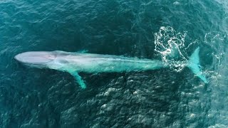 Video recap on one of our 8 hour whale watching trip ! 7-27-20 goal
was a blue and can you believe we saw the same from last ...