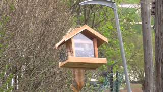 Mr. Squirrel raids the birdfeeder - Part 2