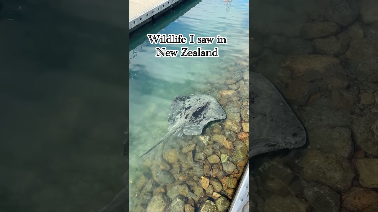 New Zealand wildlife 🐑🐄 