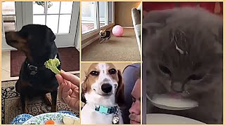 🤣 Funniest Animals🐶 - Funny Animals and Pets Videos Compilation 2020 🤣 Try not Laugh Animal Video#24