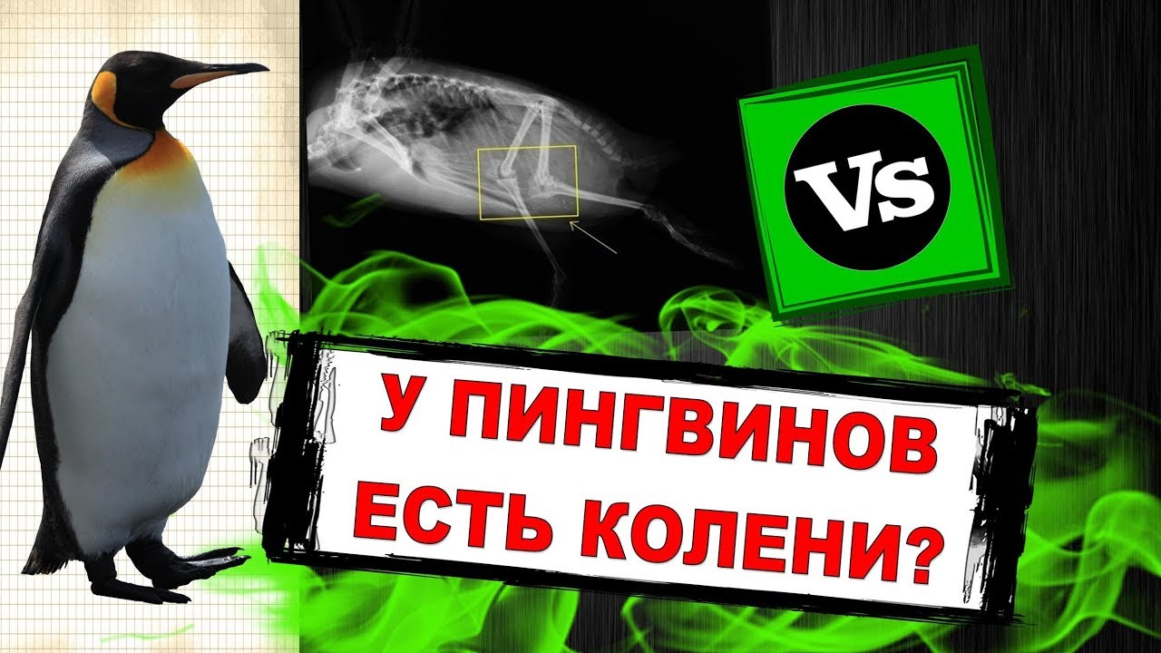 У пингвинов есть колени? - YouTube