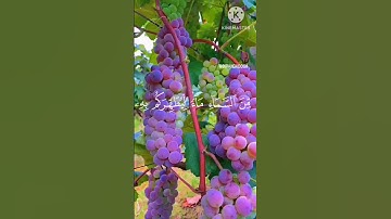 اذ يغشيكم النعاس أمنة منه | القارئ عبدالرحمن مسعد سورة الأنفال | كرومات قرآن شاشة سوداء #fypシ #fypag
