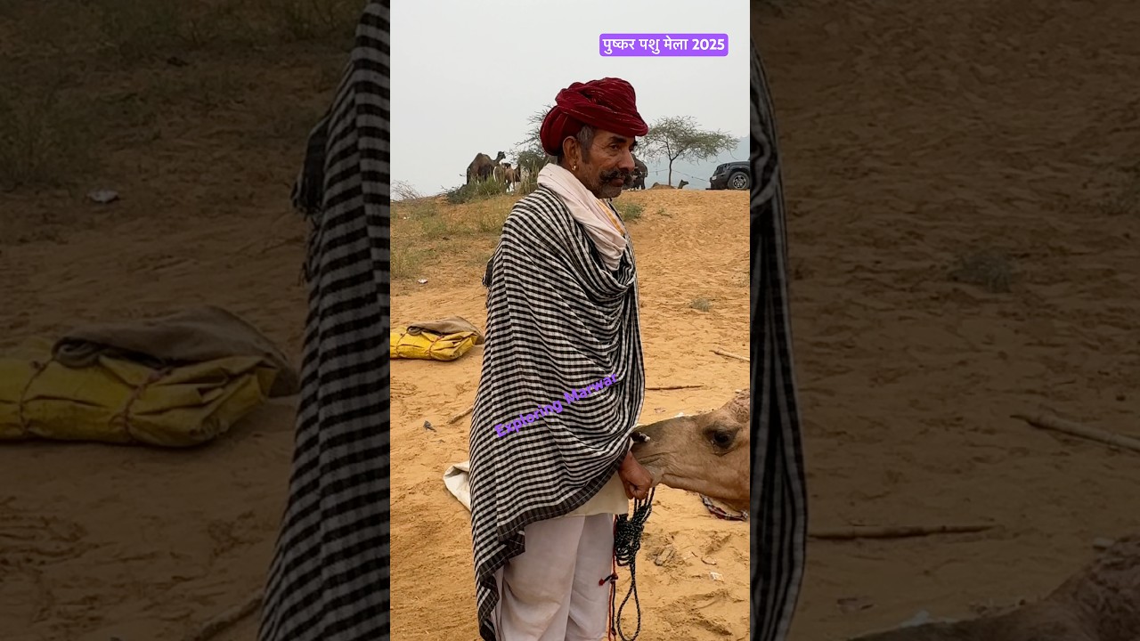 pushkar mela 2019, pushkar mela date, pushkar mela day 2, pushkar mela horse, pushkar mela