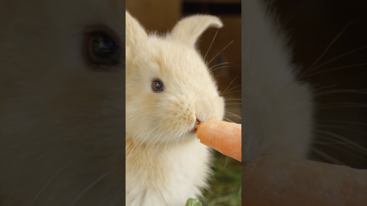 Why Carrots Are Called the Vegetable of Longevity 🥕 