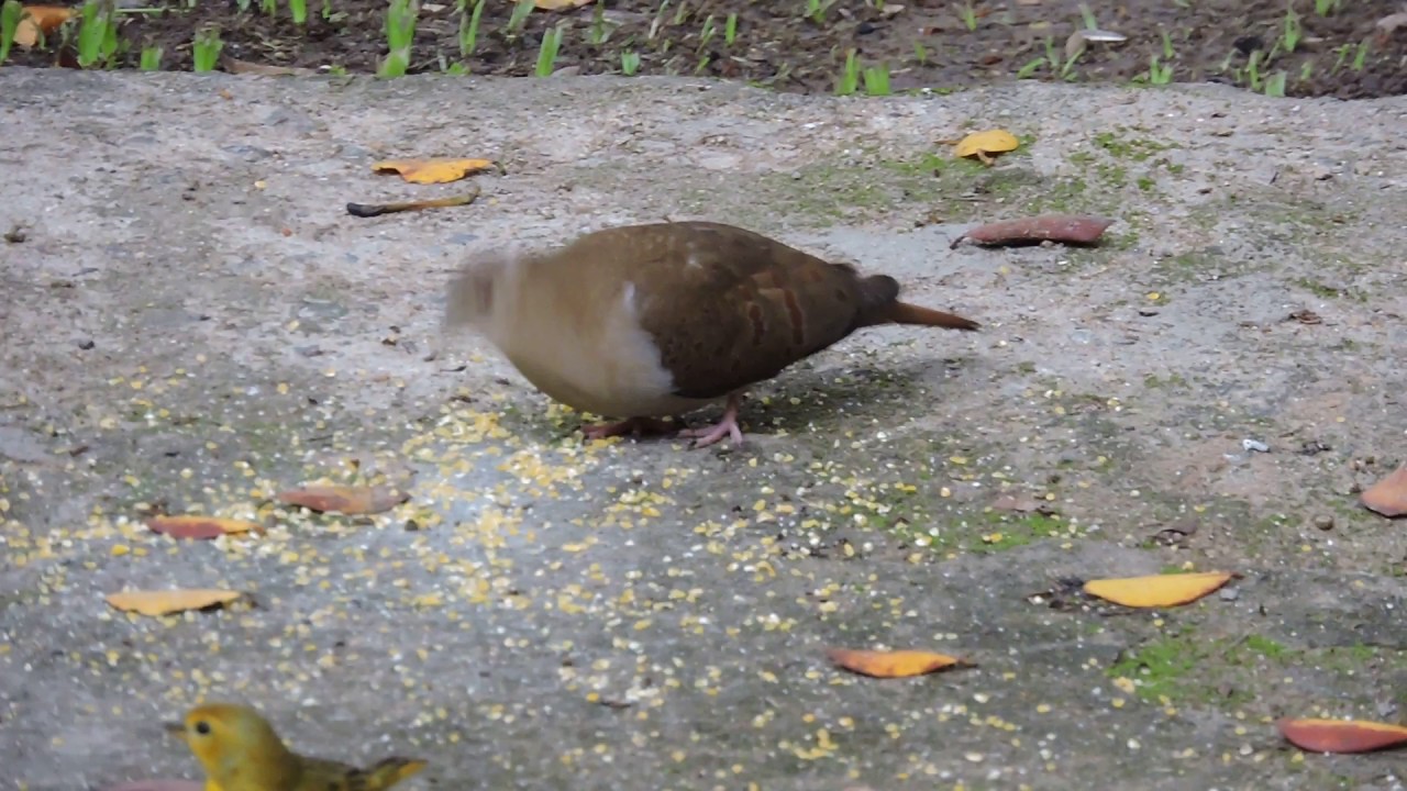 pararu-azul (Claravis pretiosa) nos comedouros do Mochileiros Hoste