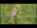 Patativa Fêmea chamando ♫ (Sporophila plumbea) Plumbeous Seedeater