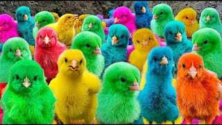 World Cute Chickens, Colorful Chickens, Rainbows Chickens, Cute Ducks, Cat, Rabbits,Cute Animals 🐤🪿🐟