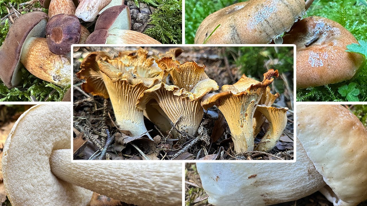 Erschreckende Lieblingswaldrunde | Pilzwachstum lokal extrem begrenzt! Pilze im September | 21.09.25