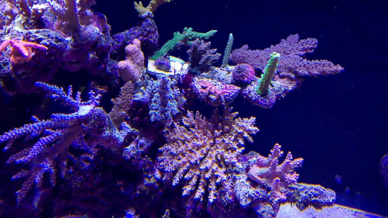 Zeovit Converted to Aquaforest with Success.