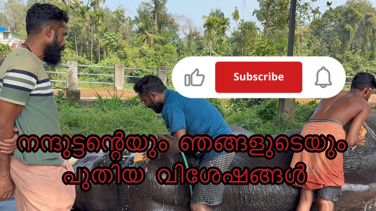 ഞങളുടെ  പുതിയ  വിശേഷങ്ങൾ 😄🤗/ മലയാളം elephant new video/ 
