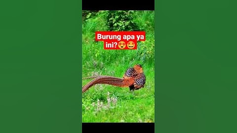 Burung langka 🤩😍
