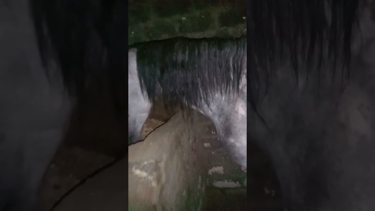 الولاده عند الخيل البكرى وعلاج مشكله عدم إرضاع المهر أو المهره الفلو