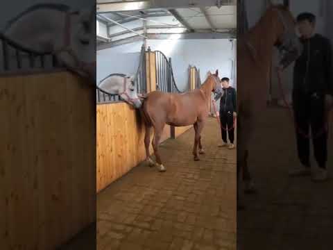 Horse Mating | #shorts #horse