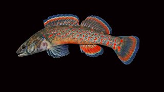 Field Notes: *Oklahoma's Darters*