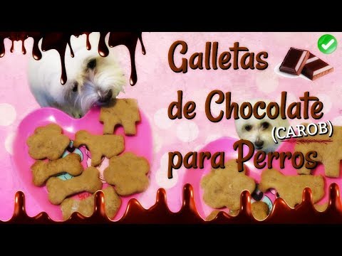 Video: Sobre las galletas de chip de algarrobo para perros