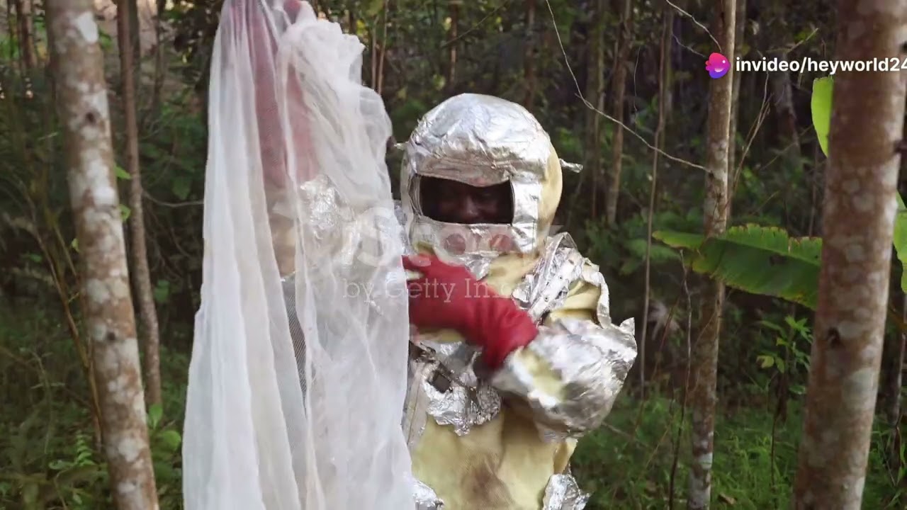 The Buzzing Choir: South Africa's Bees and Their Vital Role in Nature! 